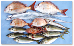 四季の釣り物情報